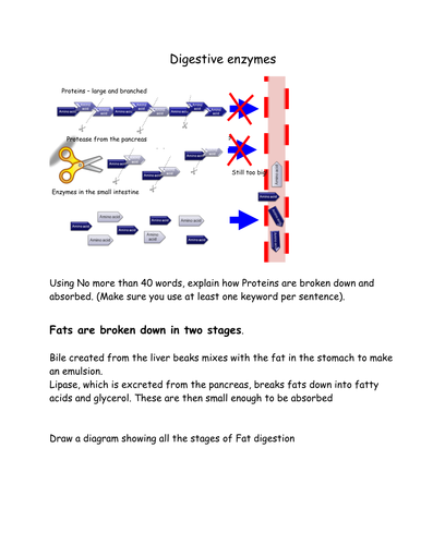 New AQA 2016 GCSE Science Spec Enzymes in Digestion Lesson by ...