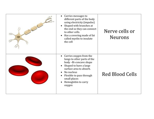 Cells and Levels of organization