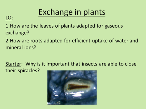 Exchange of materials in plants