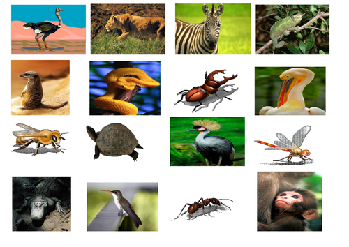 Animal Classification