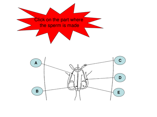 Parts of the reproductive system - interactive