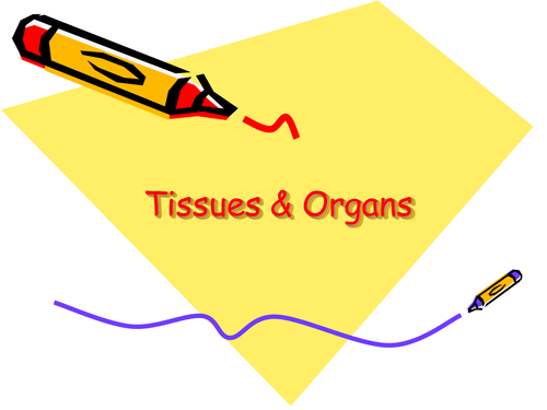 Tissues and organs PowerPoint