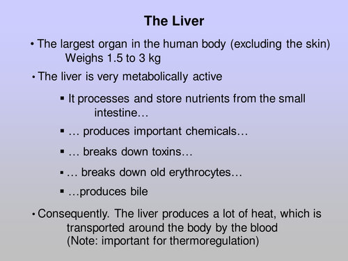 Liver