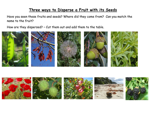 Seed dispersal cut and stick worksheet, sorting by clangercrazy