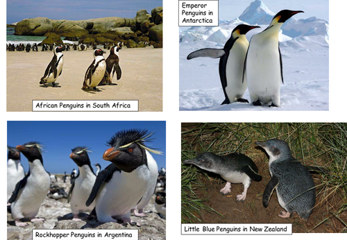 Penguin themed activities for early grades | Teaching Resources