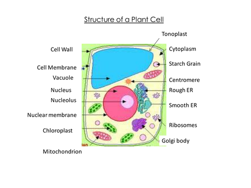 Plant Cell Structure Powerpoint Teaching Resources