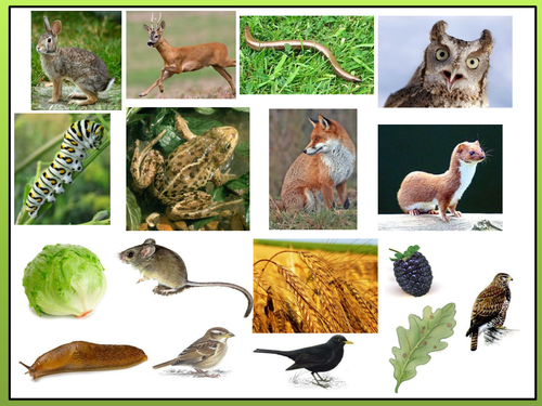 Interdependence and Food Webs Presentation