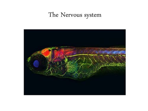 presentation of the nervous system