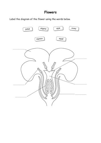 Parts Of A Flower By Ubique1134 Teaching Resources Tes