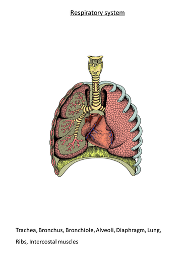 Respiratory system diagram to label