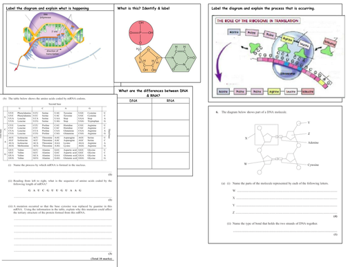 Translation And Transcription Worksheet Promotiontablecovers