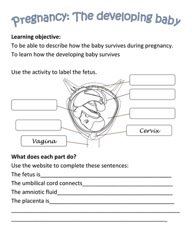 Fetal Development Worksheet Answer Key