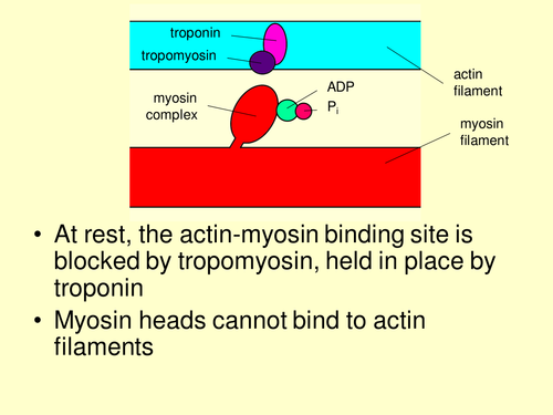 Sliding Filament Theory Of Muscle Contraction Teaching Resources