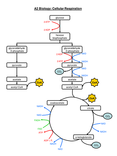 complete-respiration-flow-chart-teaching-resources