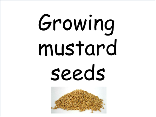 Growing Seeds/Germination