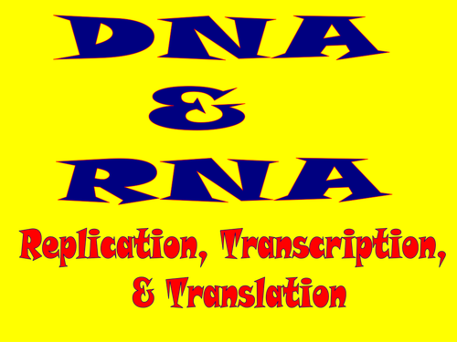 dna rna worksheet answers