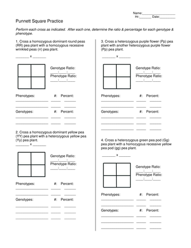 Punnett Square Practice Teaching Resources