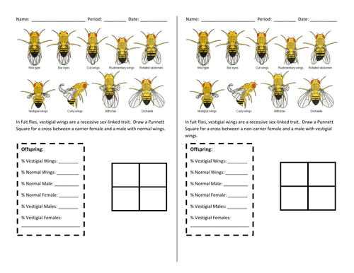 Worksheets Non Mendelian Genetics Worksheet mendelian genetics worksheet sharebrowse non sharebrowse