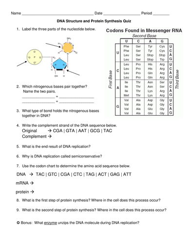 DNA Structure & Protein Synthesis Quiz | Teaching Resources