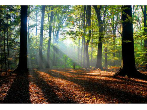 Woodland | Teaching Resources