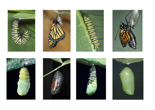 The Very Hungry Caterpillar Teaching Resources