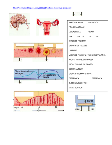 Control in the human body