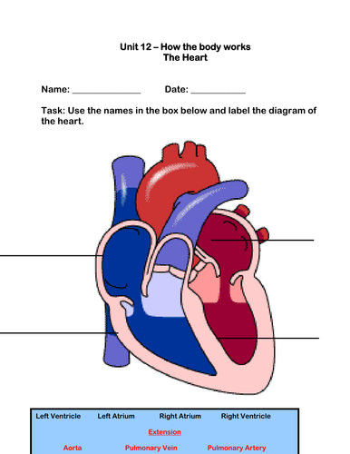 The Human Heart Worksheet by robbirdy84 - UK Teaching Resources - TES