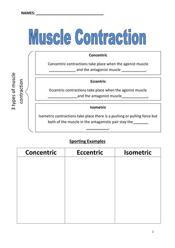 Muscle Contractions Handout | Teaching Resources