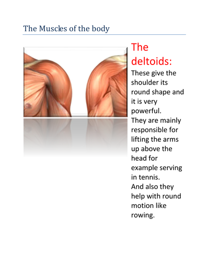 The Body: Deltoids Muscle | Teaching Resources