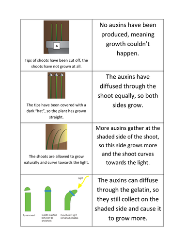 briggs auxin experiment