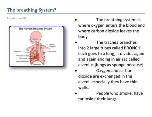 The breathing System | Teaching Resources