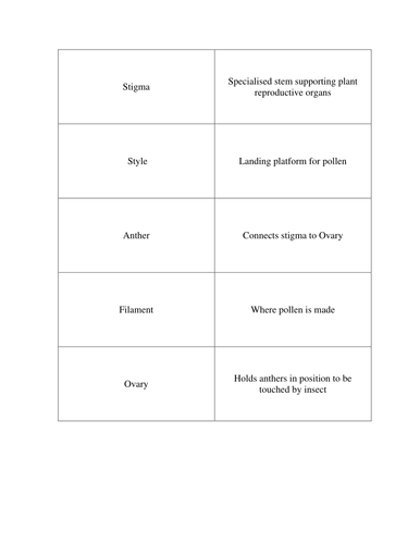 Plants cell structure dominoes