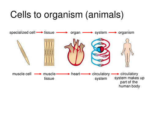 microscopes cell organization