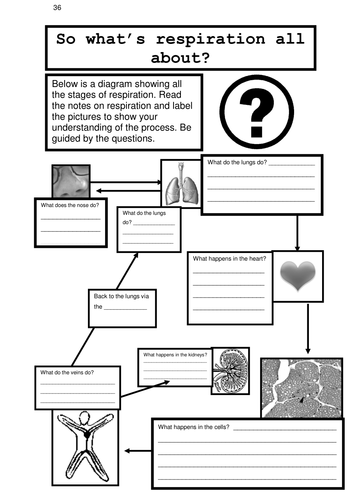 RESPIRATION 8 | Teaching Resources