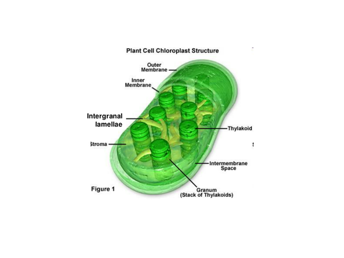 Chloroplast structure for photosynthesis