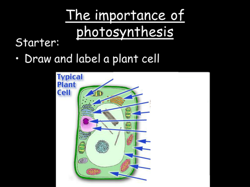 The importance of photosynthesis