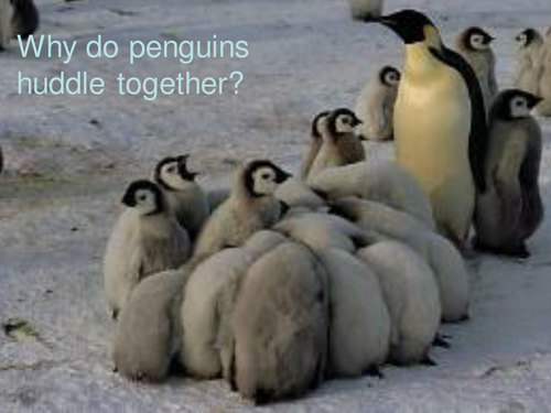 Why do Penguins Huddle by - UK Teaching Resources - TES