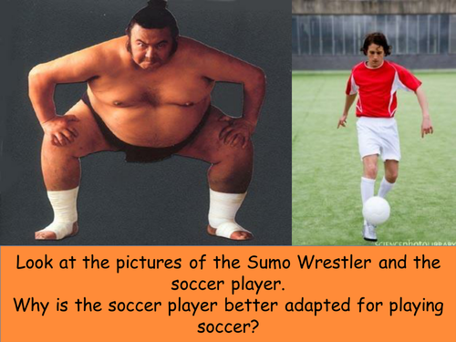 Natural selection w/ Peppered Moth activity