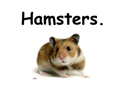 Information about hamsters PowerPoint. | Teaching Resources