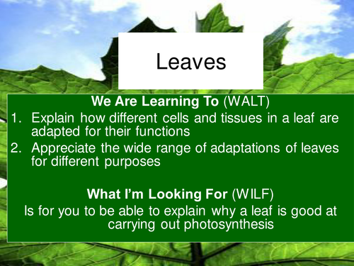 Leaf Structure PowerPoint and handout