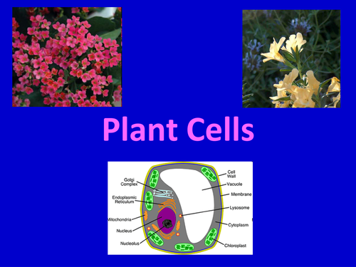 Plant Cells | Teaching Resources