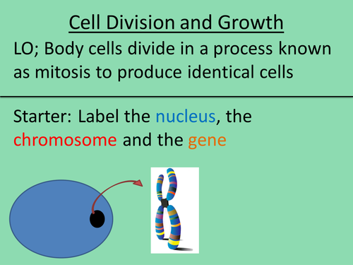 Stem Cells & Cell Division and Growth