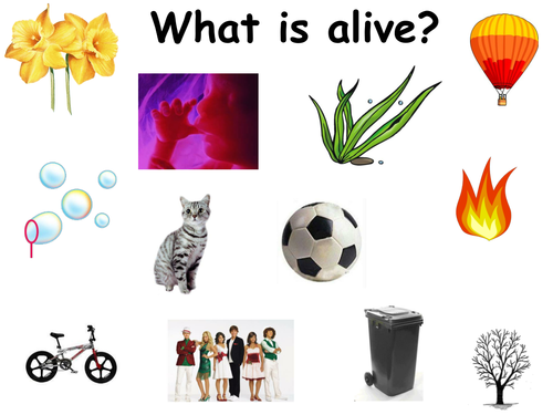 Alive Or Not Mrs Gren Teaching Resources