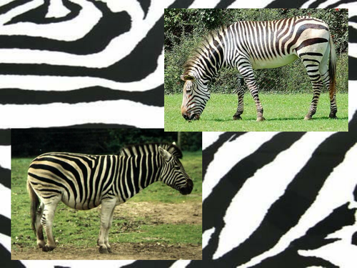 Animal Patterns PowerPoint
