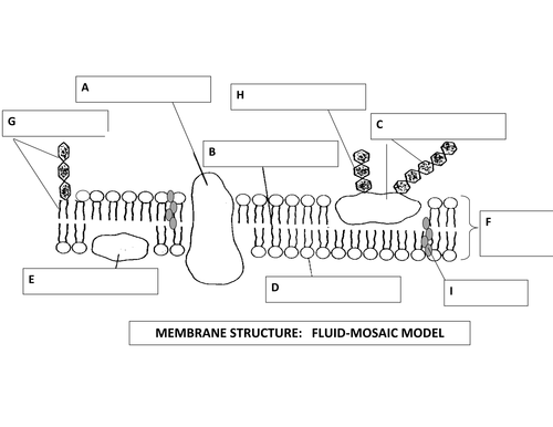 Cell Membranes Wheel Of Fortune Teaching Resources