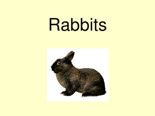 Rabbits PowerPoint Book