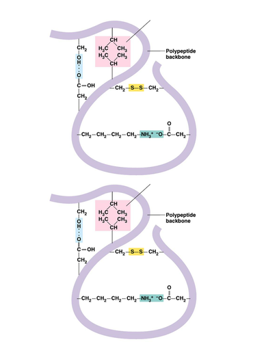 Intermolecular bonds in the tertiary structure