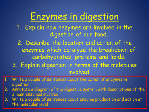 Enzymes In Digestion Teaching Resources 