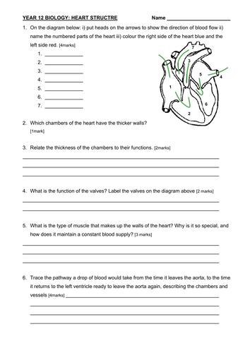 Control of the cardiac cycle