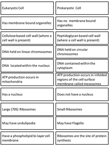 Prokaryote & Eukaryote card sort